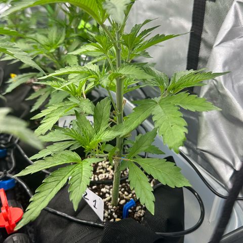 CxLAZ #16 50.72g growlog timeline photo