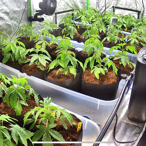 Misc x (LA Kush x Zkittles) #26 60.7g growlog timeline photo