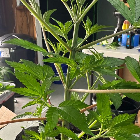 CxLAZ #16 50.72g growlog photo: Lollipoped
