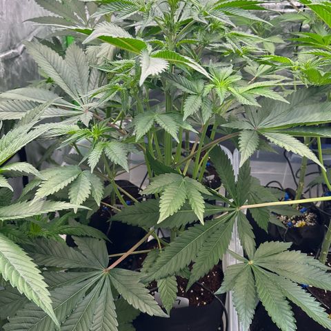 CxLAZ #16 50.72g growlog timeline photo