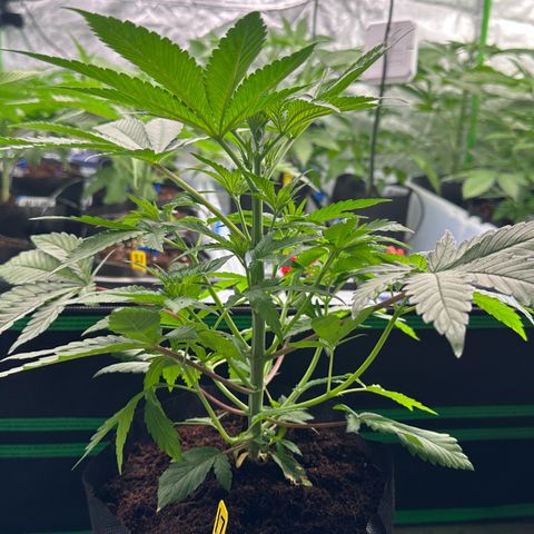 CxLAZ #16 50.72g growlog photo: Lollipoped