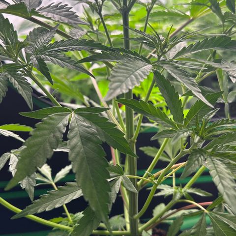 CxLAZ #16 50.72g growlog photo: Lollipoped
