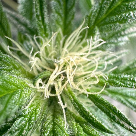 CxLAZ #16 50.72g growlog photo: Pollenated bud site