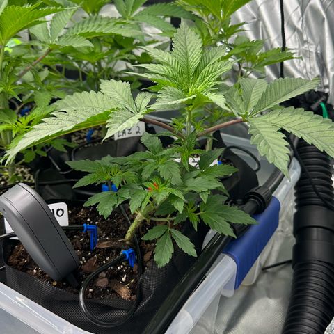 CxLAZ #16 50.72g growlog timeline photo