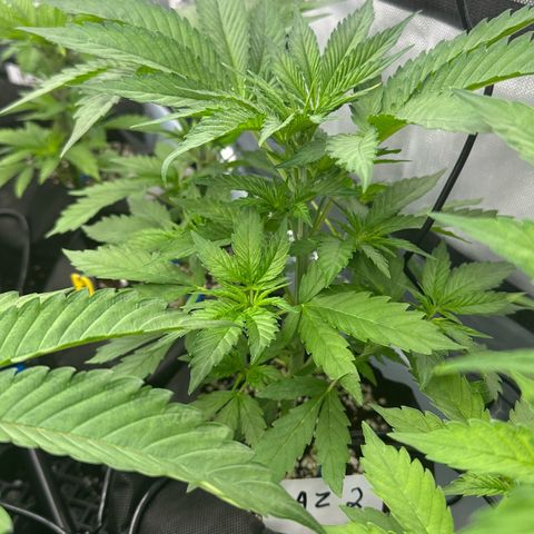 CxLAZ #16 50.72g growlog timeline photo