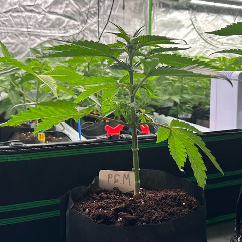 CxLAZ #16 50.72g growlog photo: Lollipoped
