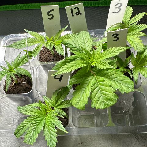 Shaman growlog timeline photo