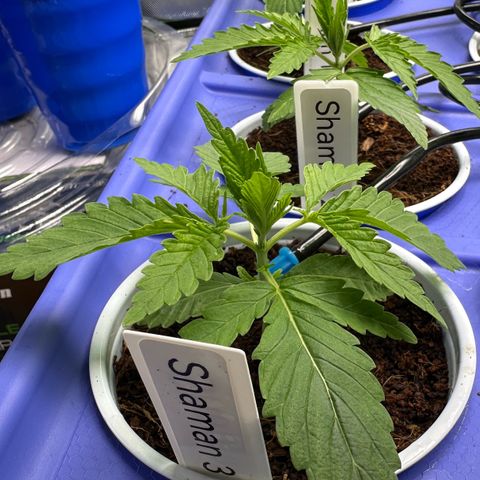 Shaman growlog timeline photo
