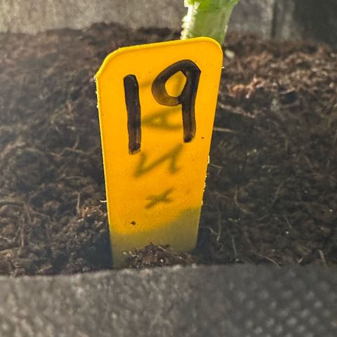 CxLAZ #16 50.72g growlog photo: Lollipoped