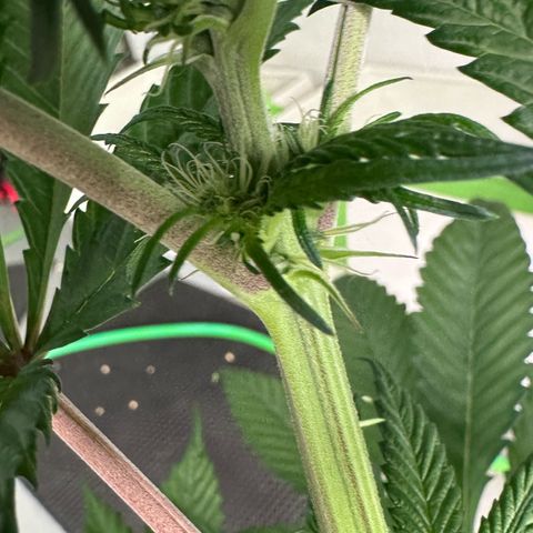 CxLAZ #16 50.72g growlog timeline photo