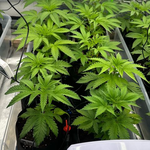 CxLAZ #16 50.72g growlog timeline photo