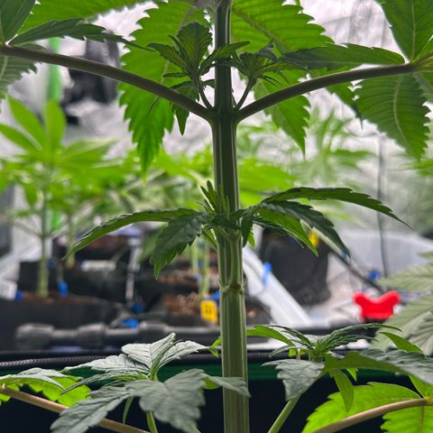 CxLAZ #16 50.72g growlog photo: Lollipoped