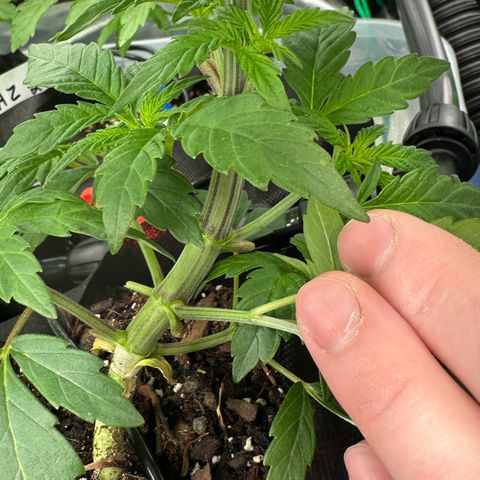 CxLAZ #16 50.72g growlog timeline photo