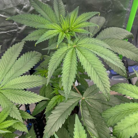 CxLAZ #16 50.72g growlog timeline photo