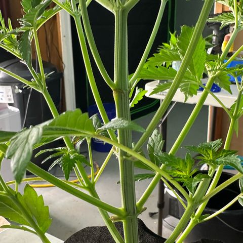 CxLAZ #16 50.72g growlog photo: Lollipoped