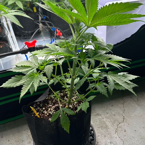CxLAZ #16 50.72g growlog photo: Lollipoped