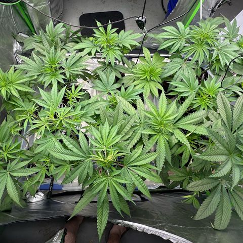 CxLAZ #16 50.72g growlog timeline photo