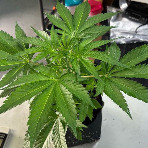 CxLAZ #16 50.72g growlog photo: Lollipoped