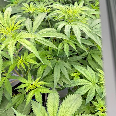 CxLAZ #16 50.72g growlog timeline photo