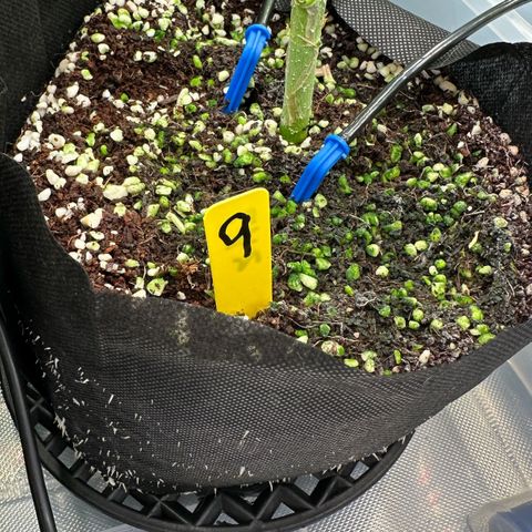 CxLAZ #16 50.72g growlog photo: Lollipoped
