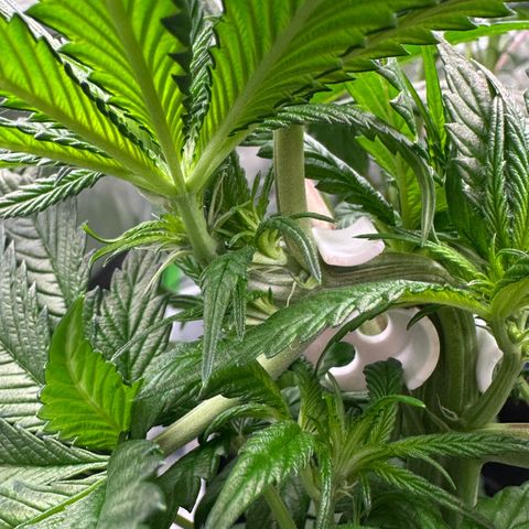 CxLAZ #16 50.72g growlog timeline photo