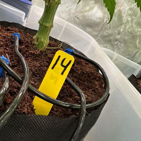 CxLAZ #14 53.59g growlog photo: Pollenated bud site
