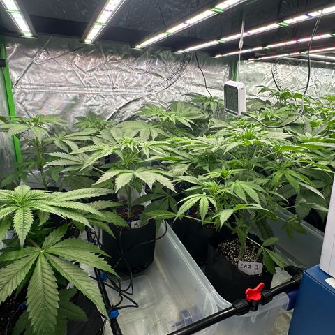 CxLAZ #16 50.72g growlog timeline photo