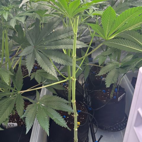 CxLAZ #16 50.72g growlog timeline photo