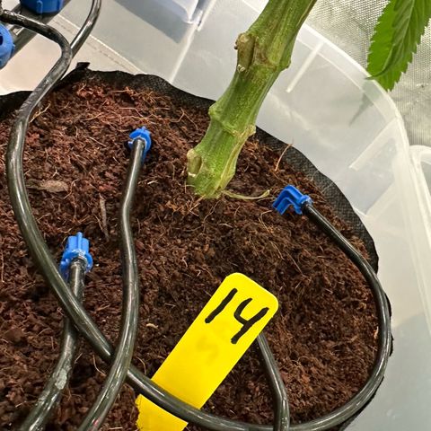 CxLAZ #14 53.59g growlog timeline photo