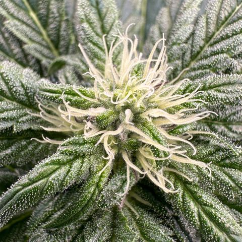 CxLAZ #16 50.72g growlog timeline photo