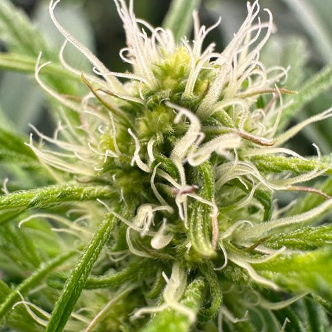 CxLAZ #16 50.72g growlog timeline photo