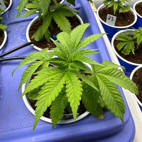 MiscxLAZ #37 C growlog timeline photo
