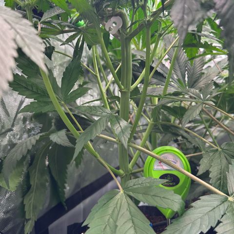 CxLAZ #16 50.72g growlog timeline photo