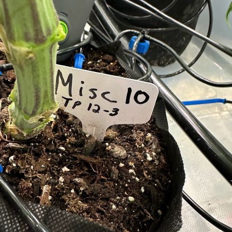 CxLAZ #16 50.72g growlog timeline photo