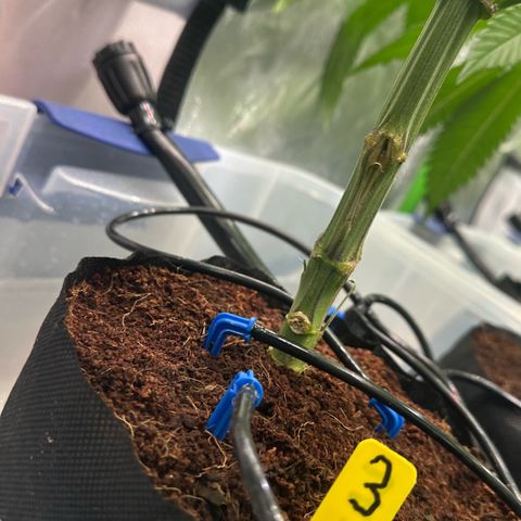 CxLAZ #16 50.72g growlog photo: Top training 