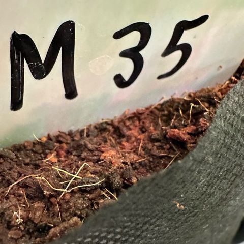 CxLAZ #16 50.72g growlog timeline photo