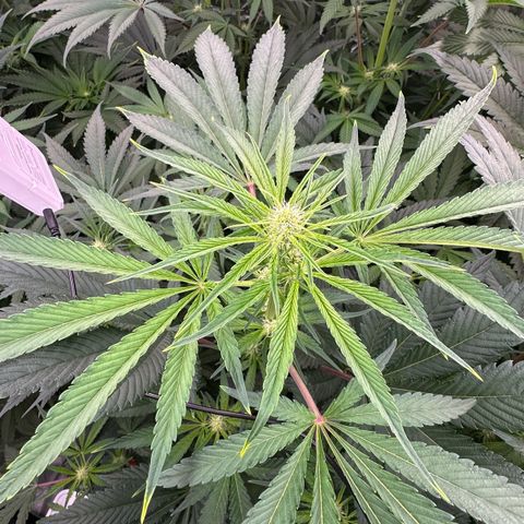 CxLAZ #16 50.72g growlog timeline photo