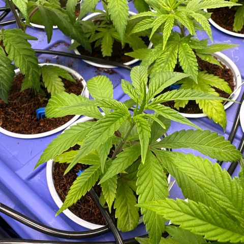 MiscxLAZ #26 C #1 47.15g growlog timeline photo