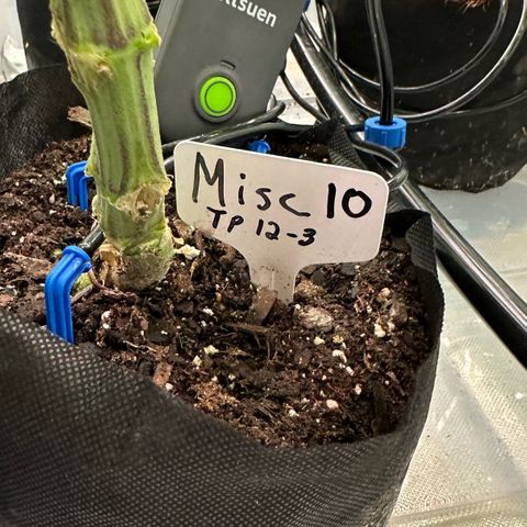 CxLAZ #16 50.72g growlog timeline photo