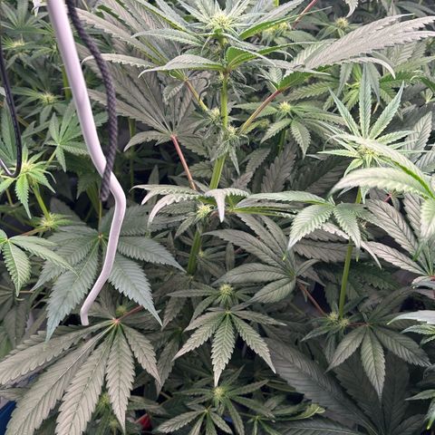 Misc x (LA Kush x Zkittles) #33 19.08g growlog photo:  Lower side branch has some canoeing and there’s some leaf tip curl. Lower fan leaf is twisted.