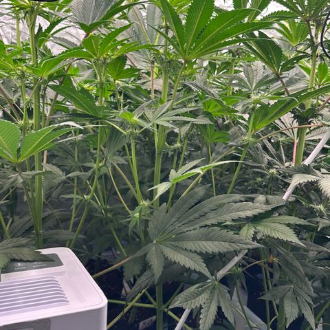 CxLAZ #16 50.72g growlog timeline photo