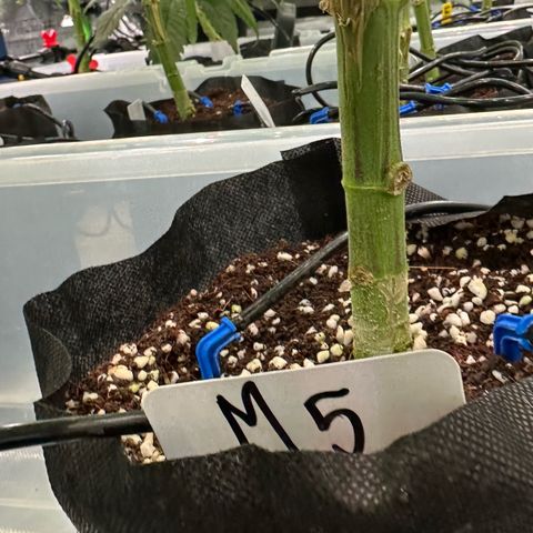 CxLAZ #16 50.72g growlog photo: Top training 