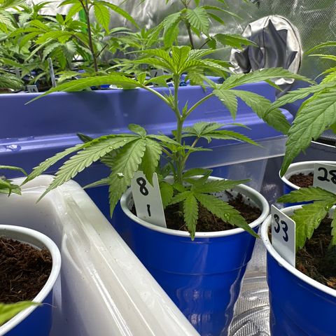 MiscxLAZ #08 C #1 growlog timeline photo