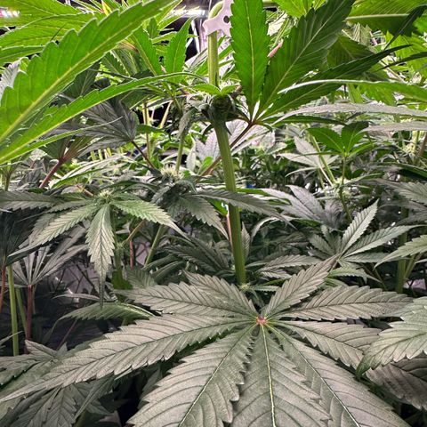 CxLAZ #16 50.72g growlog photo: Top training 