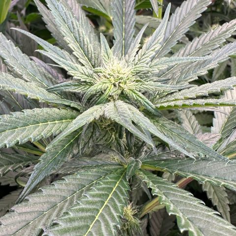Misc x (LA Kush x Zkittles) #33 19.08g growlog photo:  Lower side branch has some canoeing and there’s some leaf tip curl. Lower fan leaf is twisted.