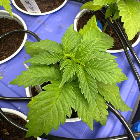 Fuel D.OG #1 Female 47.36g growlog timeline photo