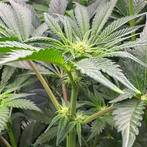 CxLAZ #16 50.72g growlog timeline photo
