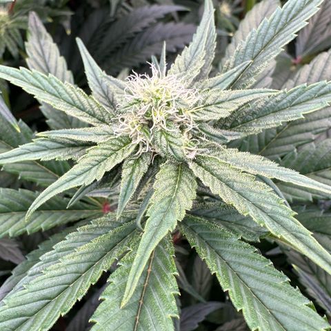 CxLAZ #16 50.72g growlog photo: Stacking nicely 9 heads