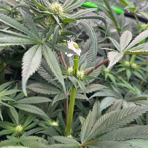 CxLAZ #16 50.72g growlog timeline photo