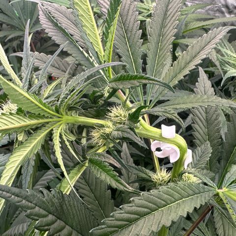 CxLAZ #16 50.72g growlog photo: Trained top
